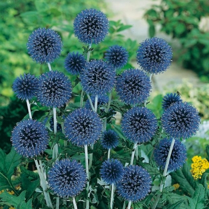 Echinops bannaticus 'Blue Globe'