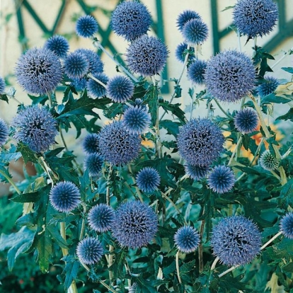 Echinops ritro 'Veitch's Blue'