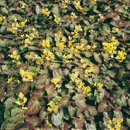 Epimedium x perralchicum 'Frohnleiten'