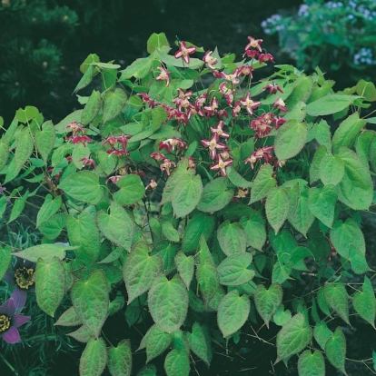 Epimedium x rubrum