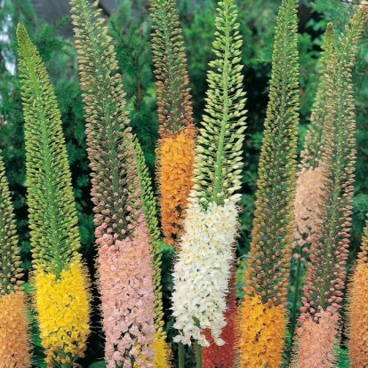 Eremurus x isabellinus Ibridi Shelford's