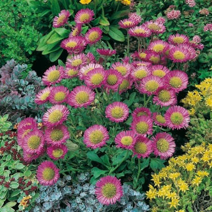 Erigeron glaucus