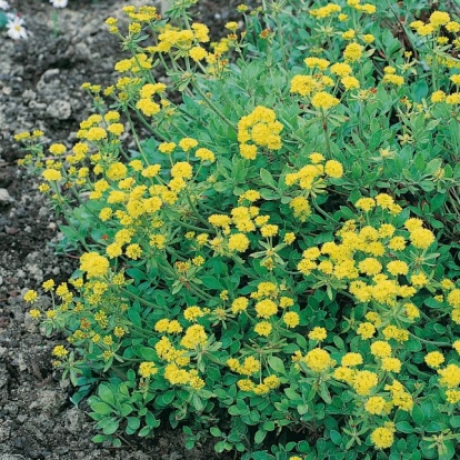 Eriogonum umbellatum