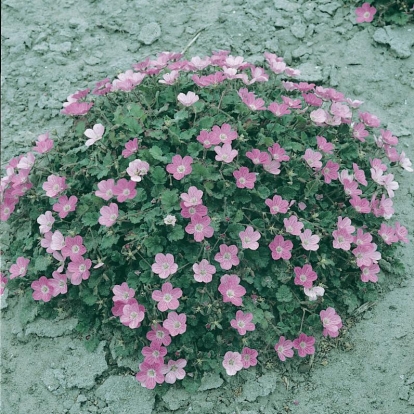 Erodium x variabile 'Bishop's Form'