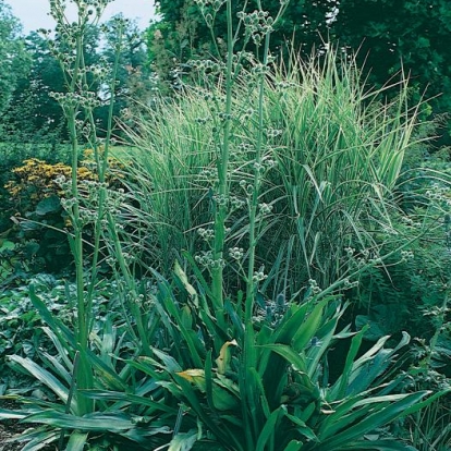 Eryngium agavifolium