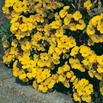 Erysimum alpinum 'Moonlight'