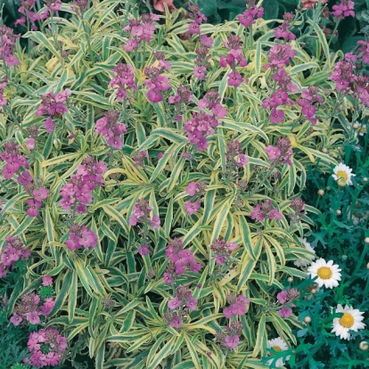 Erysimum linifolium 'Variegatum'