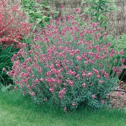 Erysimum 'Bowles Mauve'