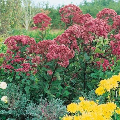 Eupatorium maculatum 'Atropurpureum'