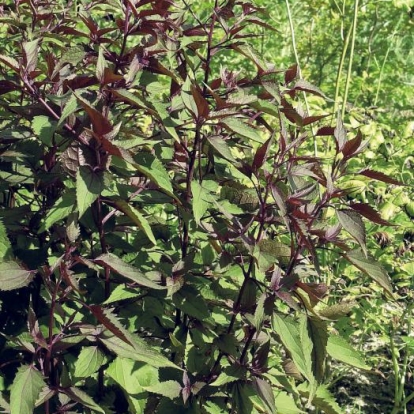 Eupatorium rugosum 'Chocolate'