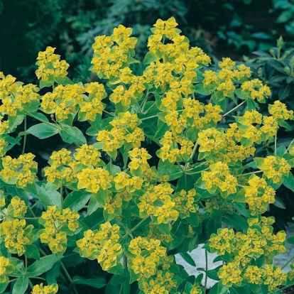 Euphorbia corallioides