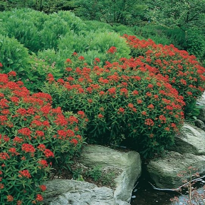 Euphorbia griffithii 'Fire Glow'