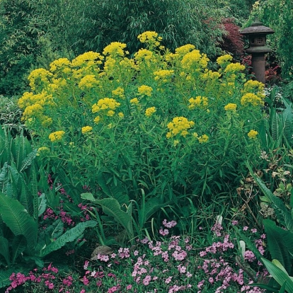 Euphorbia palustris 'Wahlenburg's Glorie'