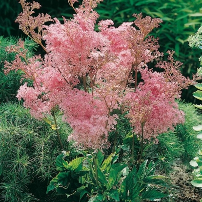 Filipendula rubra 'Venusta Magnifica'