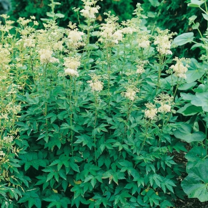 Filipendula ulmaria 'Plena'