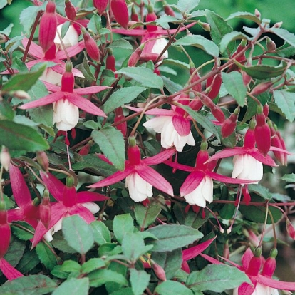 Fuchsia 'Alice Hoffman'