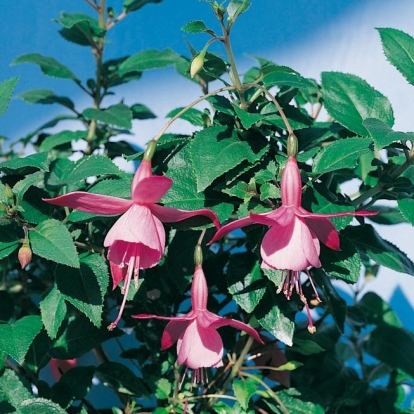 Fuchsia 'Beacon Rosa'