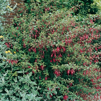 Fuchsia magellanica var. gracilis