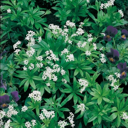 Galium odoratum