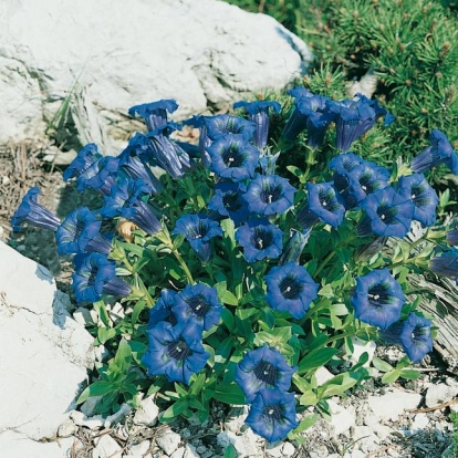 Gentiana acaulis