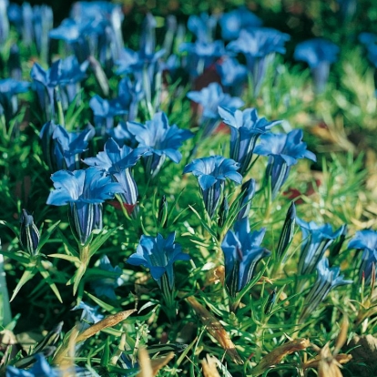 Gentiana sino-ornata