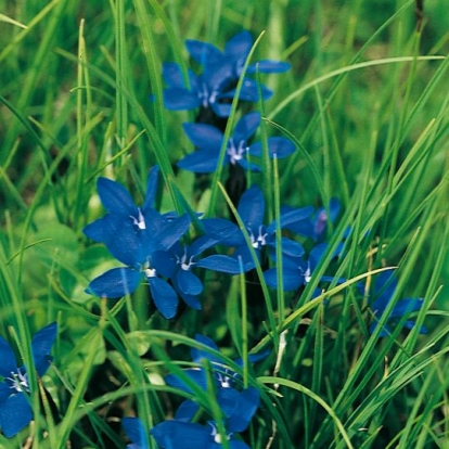 Gentiana verna