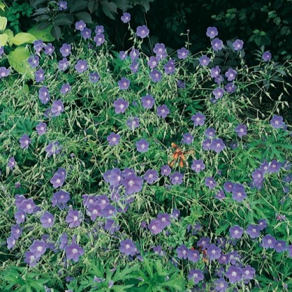 Geranium 'Brookside'