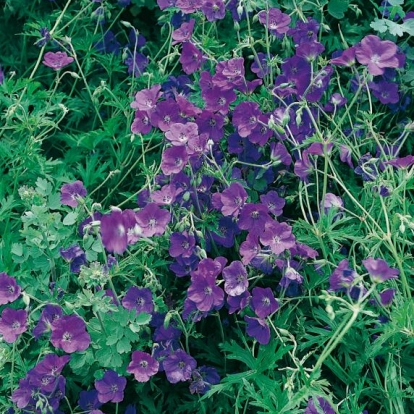 Geranium clarkei 'Kashmir Purple'