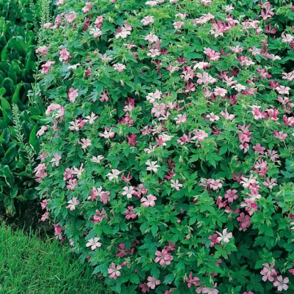 Geranium endressii 'Wargrave Pink'
