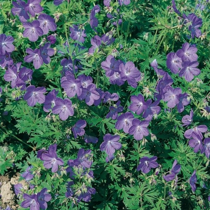 Geranium 'Johnson's Blue'