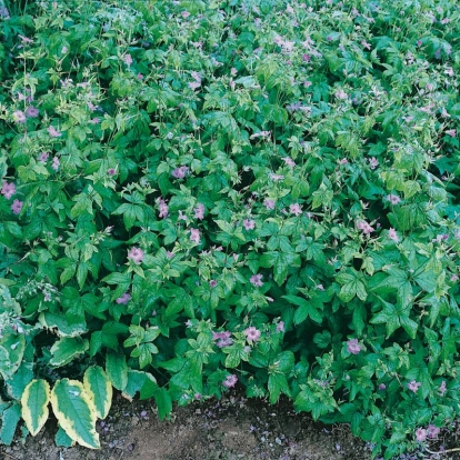 Geranium nodosum