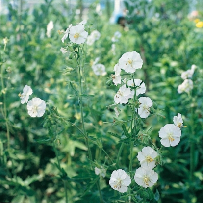 Geranium phaeum 'Album'