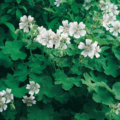 Geranium renardii