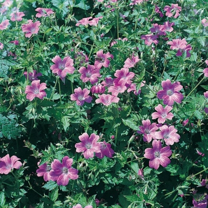 Geranium x oxonianum 'Claridge Druce'