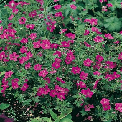 Geranium x riversleayanum 'Russell Prichard'