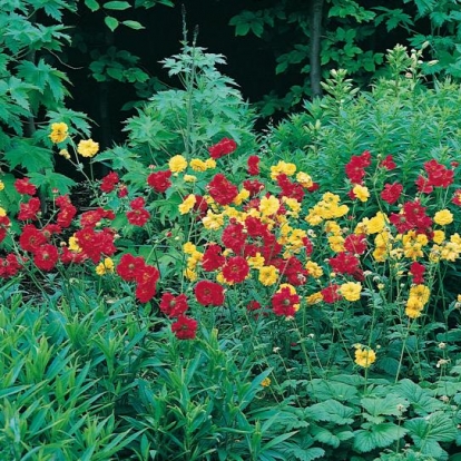 Geum chiloense 'Mrs Bradshaw' e 'Lady Stratheden'