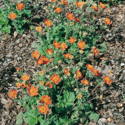 Geum coccineum 'Borisii'