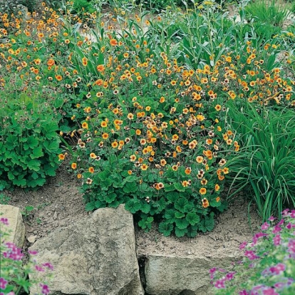 Geum 'Georgenberg'