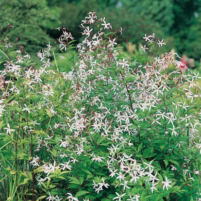 Gillenia trifoliata