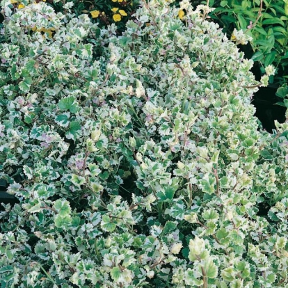 Glechoma hederacea 'Variegata'