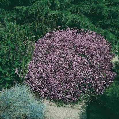 Gypsophila 'Rosenschleier'