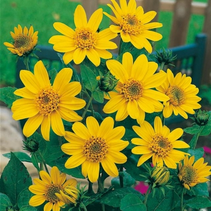 Helianthus decapetalus 'Capenoch Star'