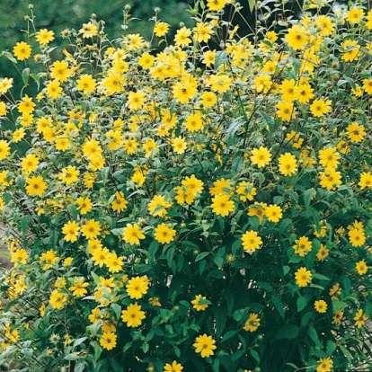 Helianthus microcephalus