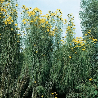 Helianthus salicifolius