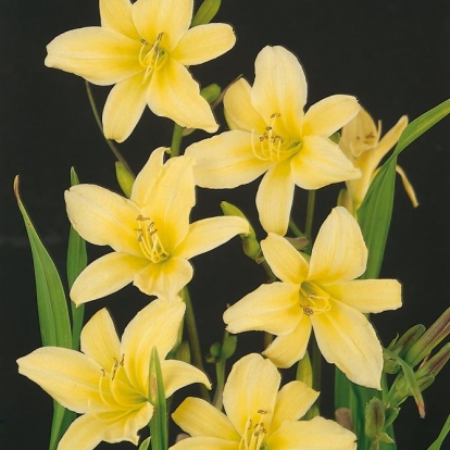 Hemerocallis citrina