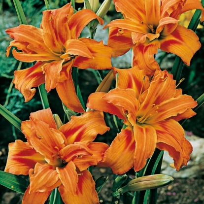 Hemerocallis fulva 'Flore Pleno'