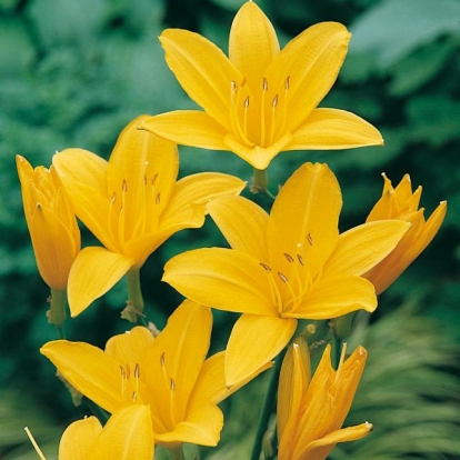 Hemerocallis lilioasphodelus (H. flava)