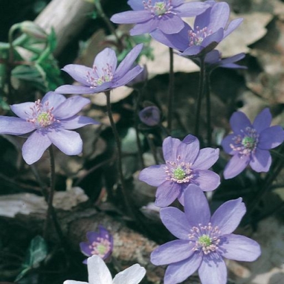 Hepatica nobilis