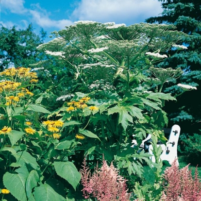 Heracleum mantegazzianum