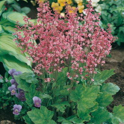 x Heucherella alba 'Bridget Bloom'